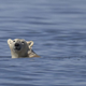 A polar bear swims to catch a beluga whale along the coast of Hudson Bay near Churchill on August 9, 2022.